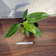 Load image into Gallery viewer, #713 Philodendron White Princess