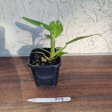 Load image into Gallery viewer, #713 Philodendron White Princess