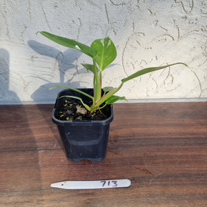 #713 Philodendron White Princess