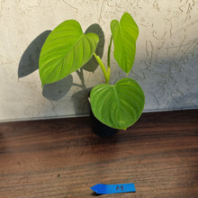 Load image into Gallery viewer, #A8 Philodendron Eximium