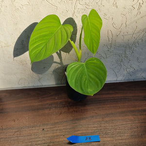 #A8 Philodendron Eximium