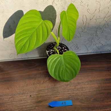 #A8 Philodendron Eximium