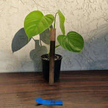Load image into Gallery viewer, #A8 Philodendron Eximium