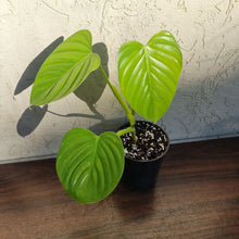 Load image into Gallery viewer, #A8 Philodendron Eximium