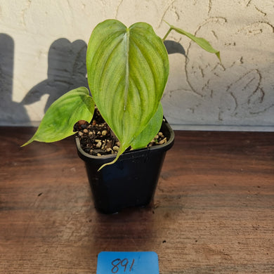#891 Philodendron Tenue x Plowmanii