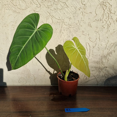 #B1 Philodendron Glorious (Melanochrysum x Gloriosum)