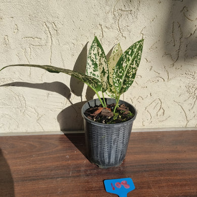 #108 Aglaonema Harlequin 'Short'