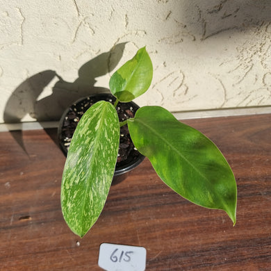 #615 Philodendron Jose Buono - Rooted and shot cutting