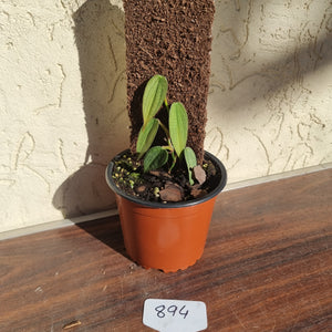 #894 Philodendron Burle Marx Fantasy