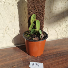 Load image into Gallery viewer, #894 Philodendron Burle Marx Fantasy