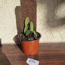 Load image into Gallery viewer, #894 Philodendron Burle Marx Fantasy
