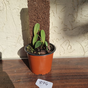 #894 Philodendron Burle Marx Fantasy