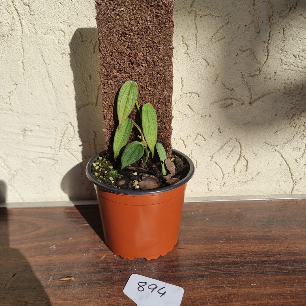 #894 Philodendron Burle Marx Fantasy