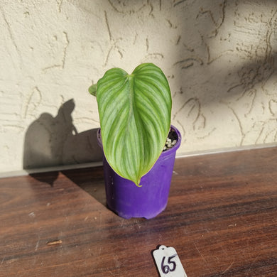 #65 Philodendron Plowmanii - Round Form