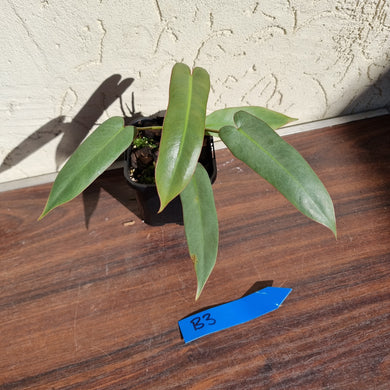 #B3 Philodendron Atabapoense