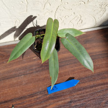 Load image into Gallery viewer, #B3 Philodendron Atabapoense