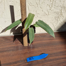 Load image into Gallery viewer, #B3 Philodendron Atabapoense