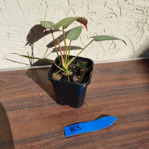 #B3 Philodendron Atabapoense