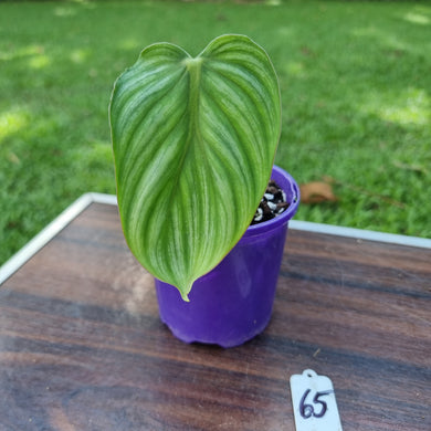 #65 Philodendron Plowmanii - Round Form