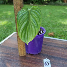 Load image into Gallery viewer, #65 Philodendron Plowmanii - Round Form