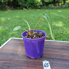 Load image into Gallery viewer, #65 Philodendron Plowmanii - Round Form