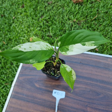 #800 Aglaonema Modestum Variegatum