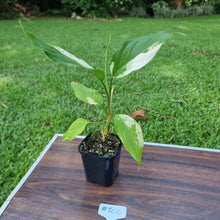 Load image into Gallery viewer, #800 Aglaonema Modestum Variegatum