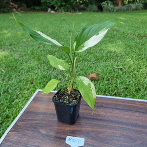 #800 Aglaonema Modestum Variegatum