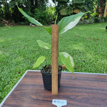 Load image into Gallery viewer, #800 Aglaonema Modestum Variegatum
