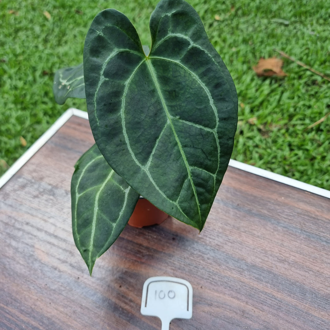 #100 Anthurium 'Black Sensation' x Crystallinum