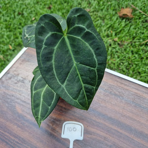 #100 Anthurium 'Black Sensation' x Crystallinum