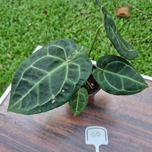 Load image into Gallery viewer, #100 Anthurium &#39;Black Sensation&#39; x Crystallinum