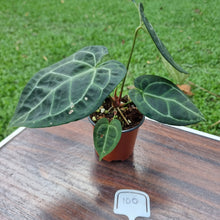 Load image into Gallery viewer, #100 Anthurium &#39;Black Sensation&#39; x Crystallinum
