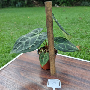 #100 Anthurium 'Black Sensation' x Crystallinum