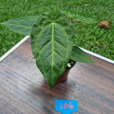 #106 Anthurium 'Dark Night'