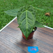 Load image into Gallery viewer, #106 Anthurium &#39;Dark Night&#39;