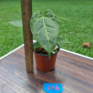 #106 Anthurium 'Dark Night'