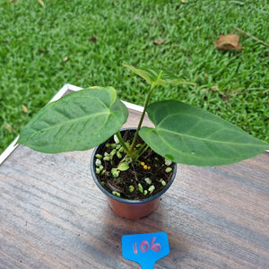 #106 Anthurium 'Dark Night'