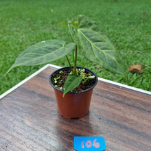 Load image into Gallery viewer, #106 Anthurium &#39;Dark Night&#39;