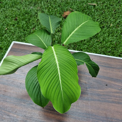#A5 Philodendron Geniculatum