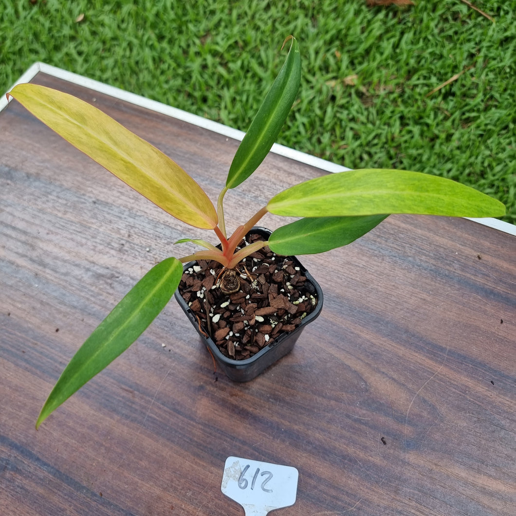 #612 Philodendron Autumn Queen