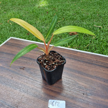 Load image into Gallery viewer, #612 Philodendron Autumn Queen