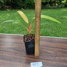 Load image into Gallery viewer, #612 Philodendron Autumn Queen