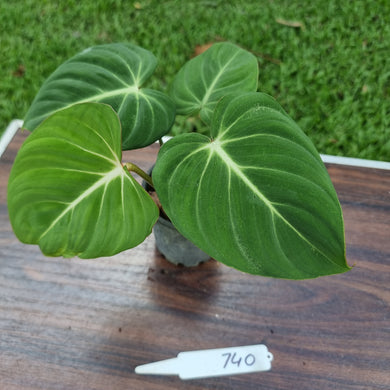 #740 Philodendron Gloriosum