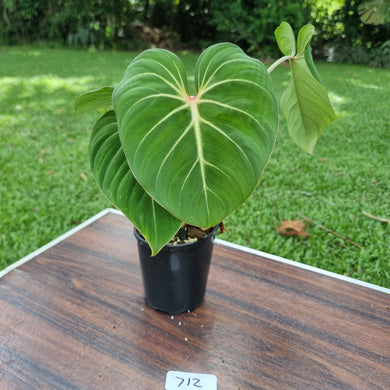 #712 Philodendron Gloriosum