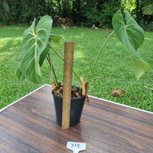 Load image into Gallery viewer, #712 Philodendron Gloriosum