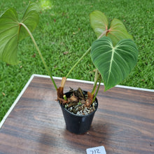 Load image into Gallery viewer, #712 Philodendron Gloriosum