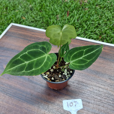 #107 Anthurium  Crystallinum x