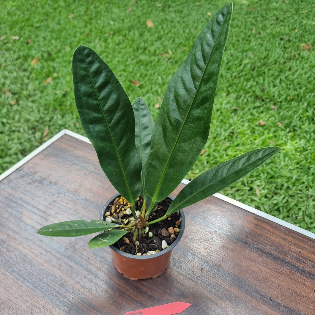 #D7 Anthurium Superbum