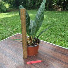 Load image into Gallery viewer, #D7 Anthurium Superbum